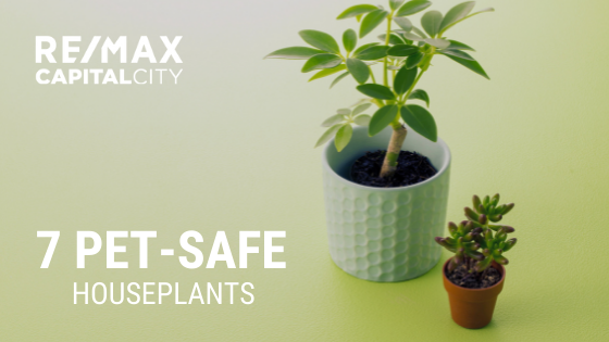 Pet-Safe Houseplants